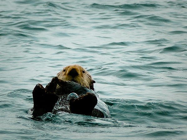 Canada  Tofino  vancouver island  British Columbia  pacific rim  surf  sea  Waves  people   bear  Seal   whales