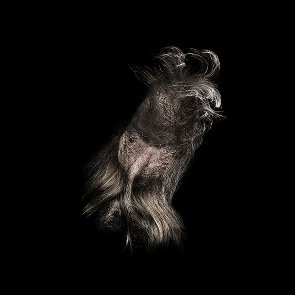 dark dog details  macro abstract