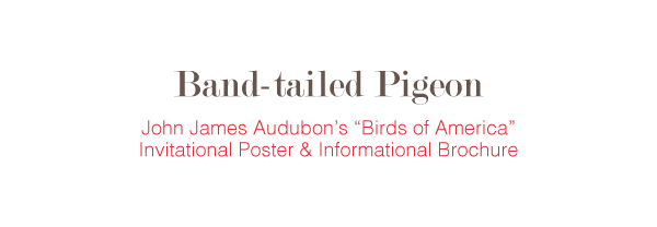 JohnJamesAudubon BandtailedPigeon informational brochure graphics photoshop Illustrator poster birds