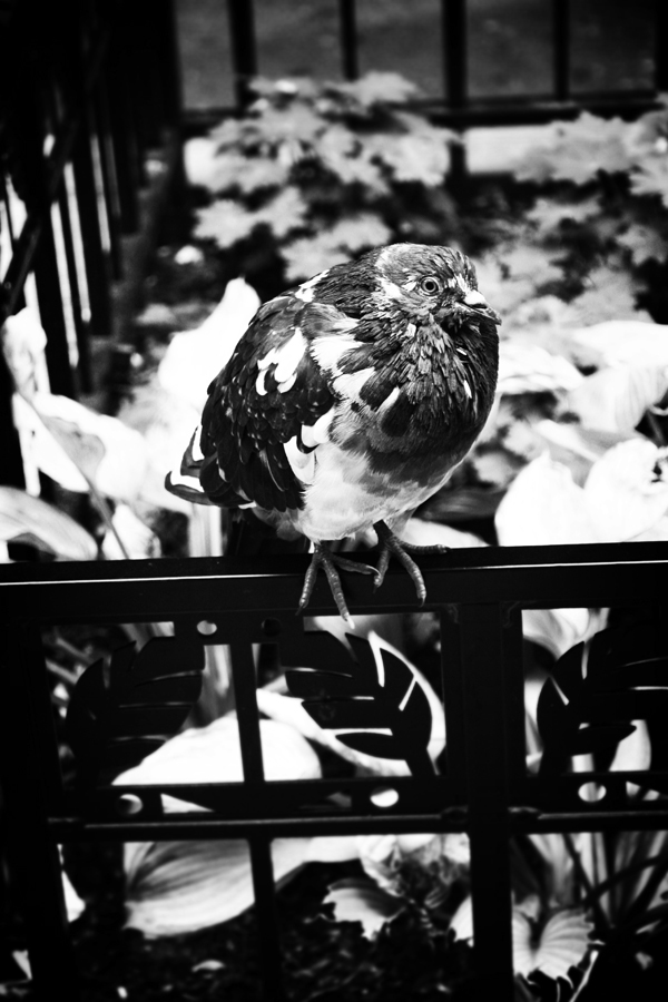 marco gervasio chicago photo black and white