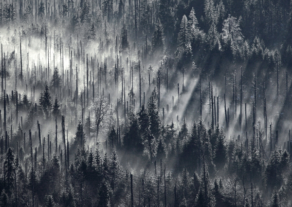 clouds fog mist forest wood bark beetle wald Bohemia bohemian forest sumava Bavaria dead abstract minimalistic kilian schönberger