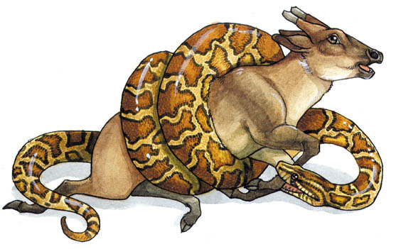 animals  Animal illustration  Watercolors  lineart  Children's book  children's  books educational children's books  Dangerous animals