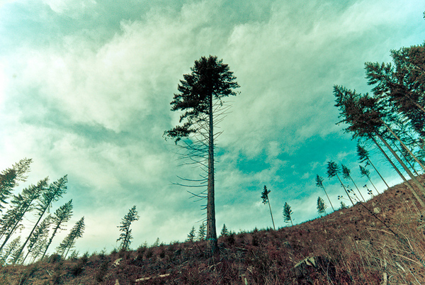 Nikon digital washington mountains woods nature deforestation environmentalism nw