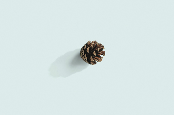 forest woods Minimalism minimalist pine pine cone lingonberry Nature