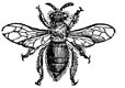 Lomography camera diana honey bees Analogue envioronment Diana f+ brand