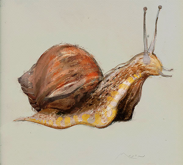 Anthony Morrow garden snail snail animal art