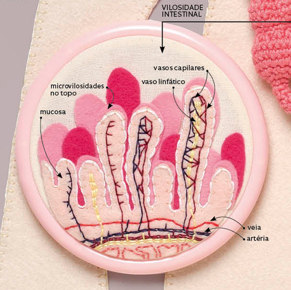 infographic Mundo Estranho Taj Mahal Digestive System pterodactyl back lesion Doctor Who tardis knitting