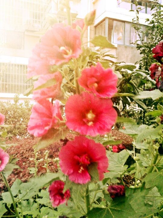 photo flower