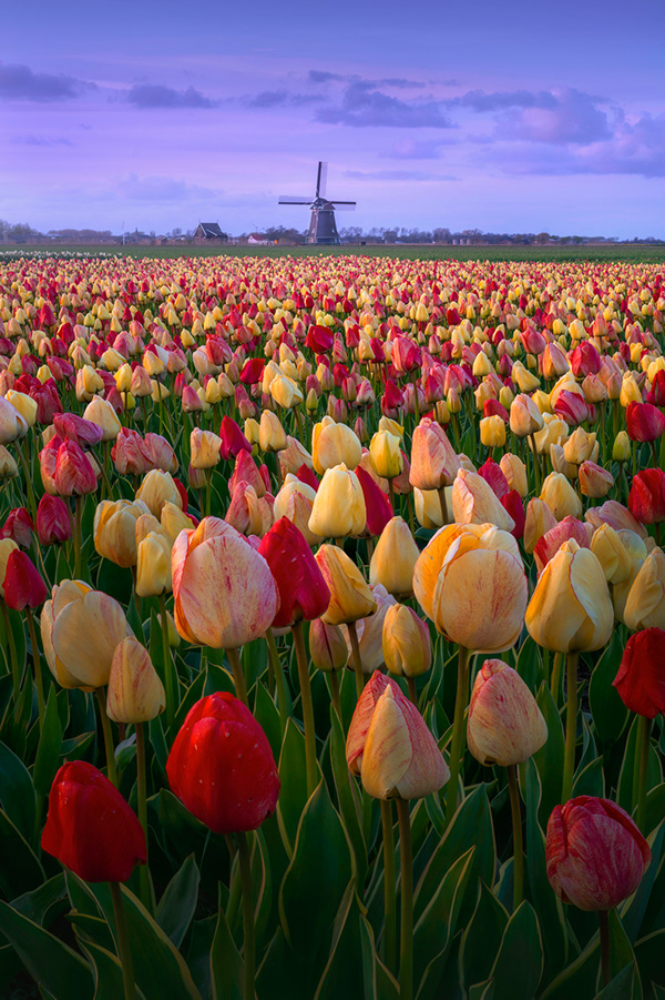 Tulips in The Netherlands in 2023