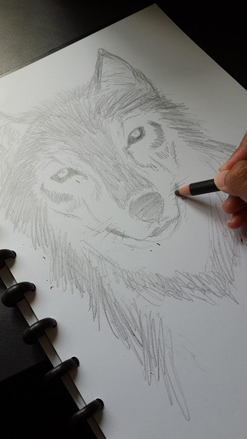 sketch sketches animal animals wolf horse wolf sketch horse sketch pencil