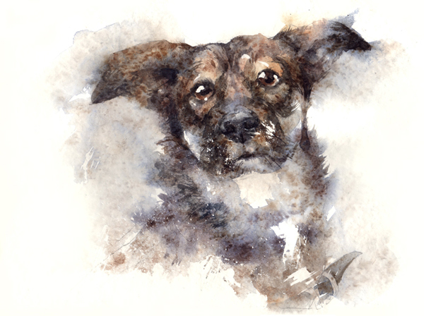 Adobe Portfolio shelter animals pets dogs Cat watercolors watercolour aquarella art