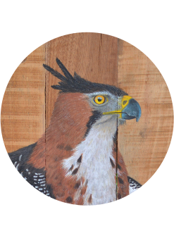 wood acrylic birds art colombia rustic recycling ornithology scientific wildlife