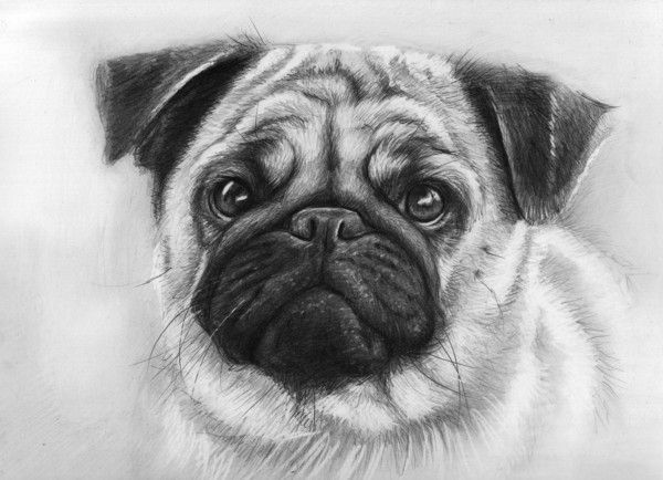 portrait animals people pencil Pastels traditional olechka