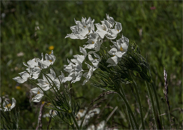 i fiori della Val Varaita - tanti petali bianchi