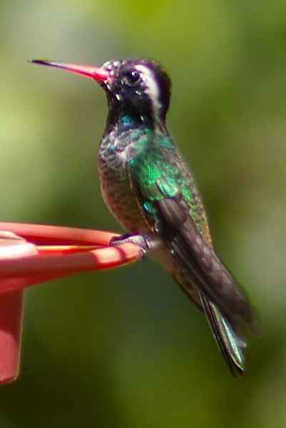 birds hummingbirds Southern Arizona