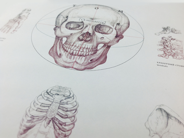 book anatomy skull bones osteology motion skeleton Rare