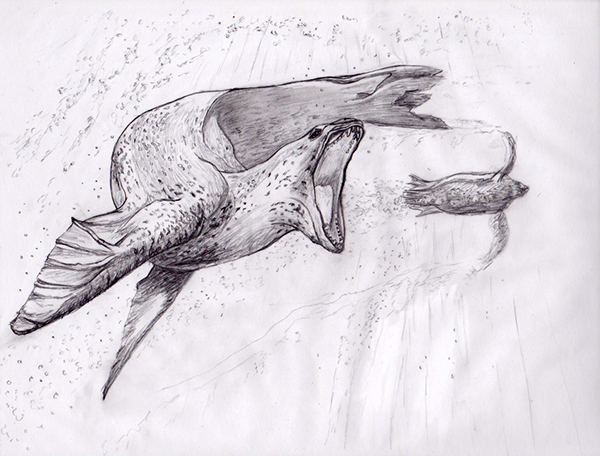 Leopard seal sketch.