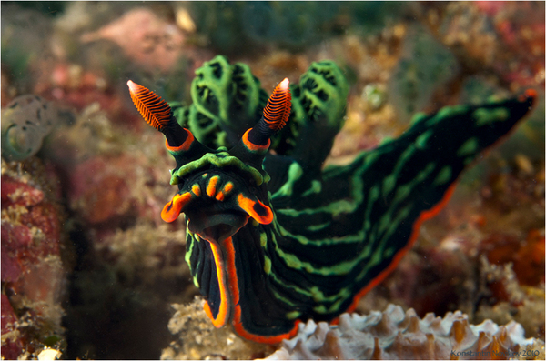 wildlife underwater sea Ocean sea slugs nudibranch mollusc diving macro biology marine underwater photo colorful Beautiful creatures