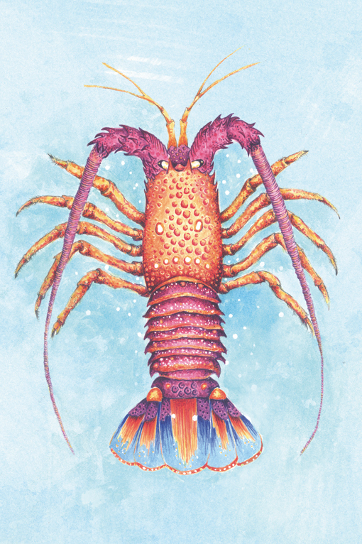 lobster langosta sea mar Ocean detail scientific surreal colors watercolor done by hand scarves Patterns Nature