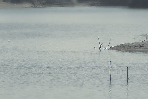 Nature mist birds animals architechture bridge edit photomanip Photoedit dreamy DAWN water dam lake sea