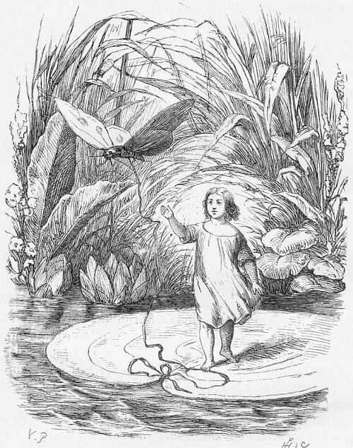 children children's book Drawing  fairytale ILLUSTRATION  moth pen and ink pencil Thumbelina