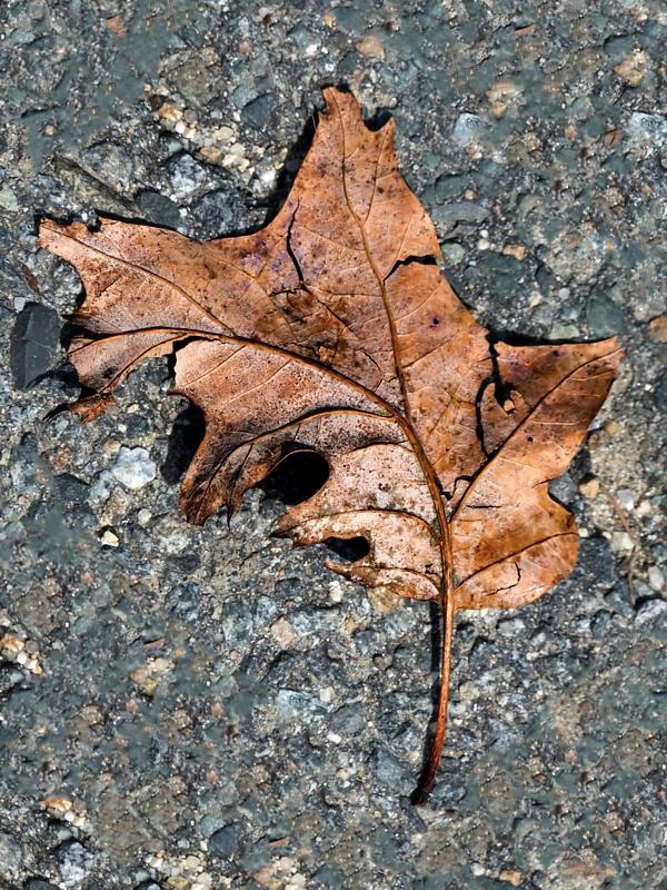 leaf leaves wabi-sabi aging decay beauty autumn