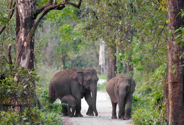 English–Asian Elephant indian Elephant French–Eléphant D'Asie Eléphant D'Inde Spanish–Elefante asiatico