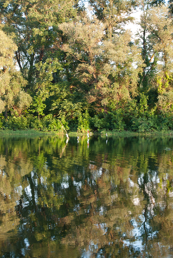 Danube river Boats reflections peace swans fishermen