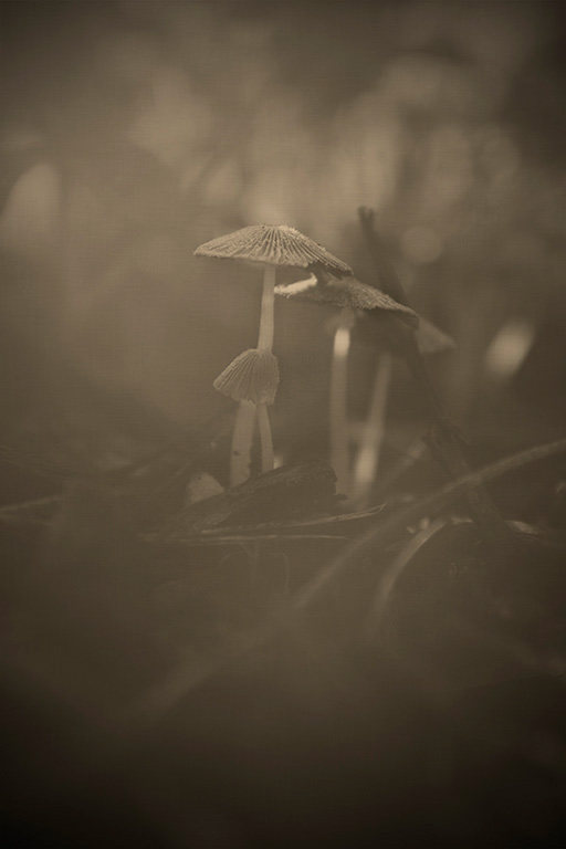 pictorialism Mushrooms mushroom