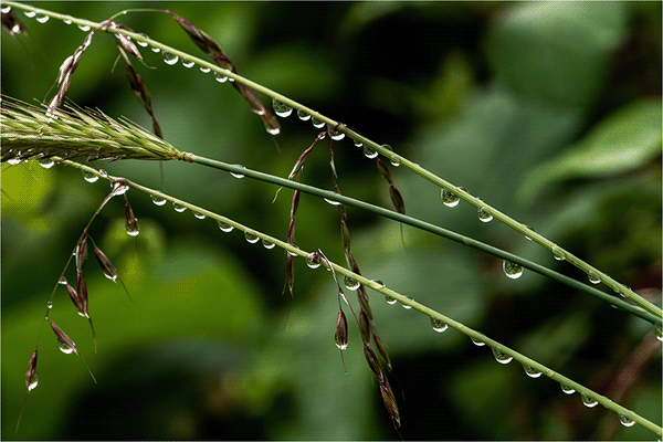 pioggia sull'erba