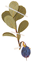 Herbarium plants