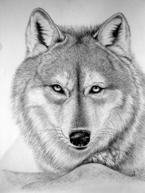 wild animals animal drawings fine art artists animal artists pets pet products cats dogs horses pencil drawings