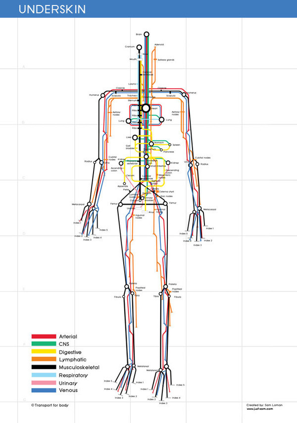 Underskin detail anatomy illustration tube map underground