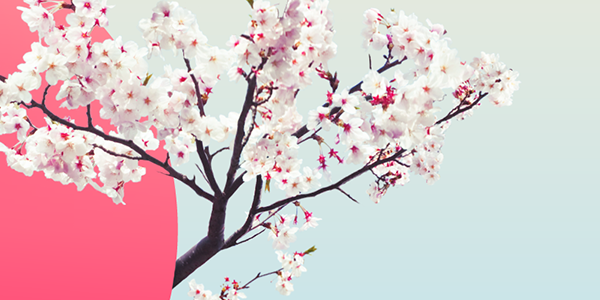 japan wallpaper Cherry Blossom