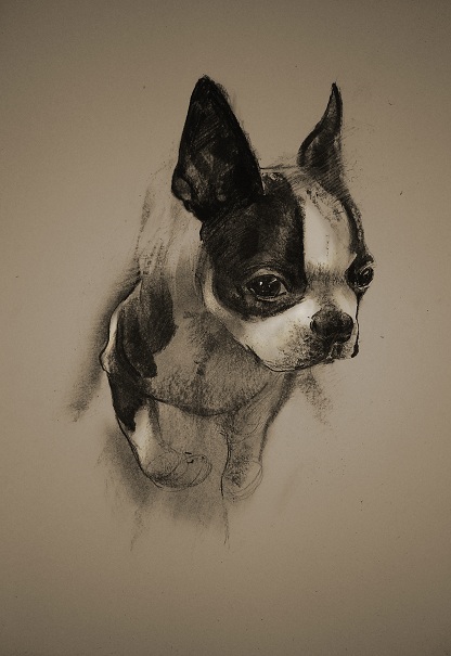 dog animal portrait boston terrier charcoal