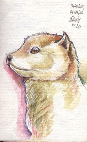 taxidermy stuffed animals free work water colour pencil sketch animals Nature macaber