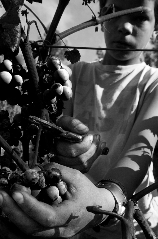 Portugal rural b&w people traditional family harvest vineyard