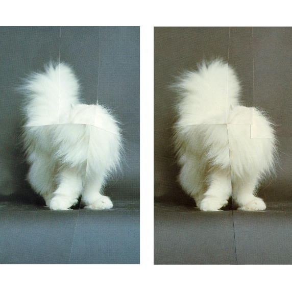Cat collage whitecat faceless contemporaryart