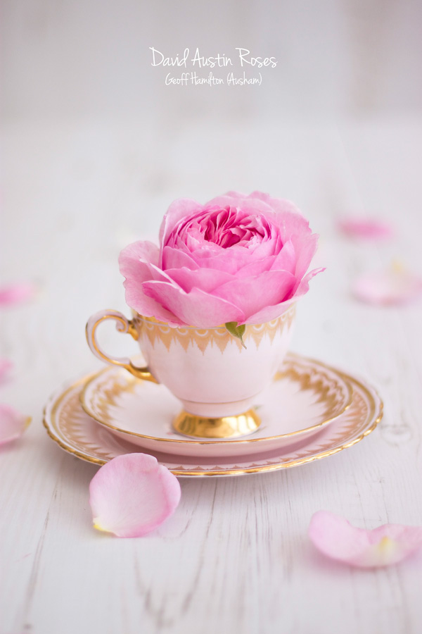 Flowers Roses gardening styling  pink lifestyle photography tea cup cake stand Vase saucer lighting