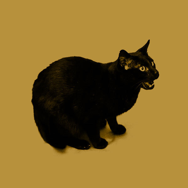 tango Cat otag argentina mirror artwork rompo pontenpie cd disc record Deluxe edition kitty