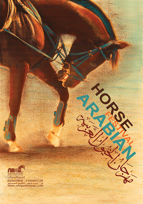 horse arabian festival poster Horse Photography graphic Layout design