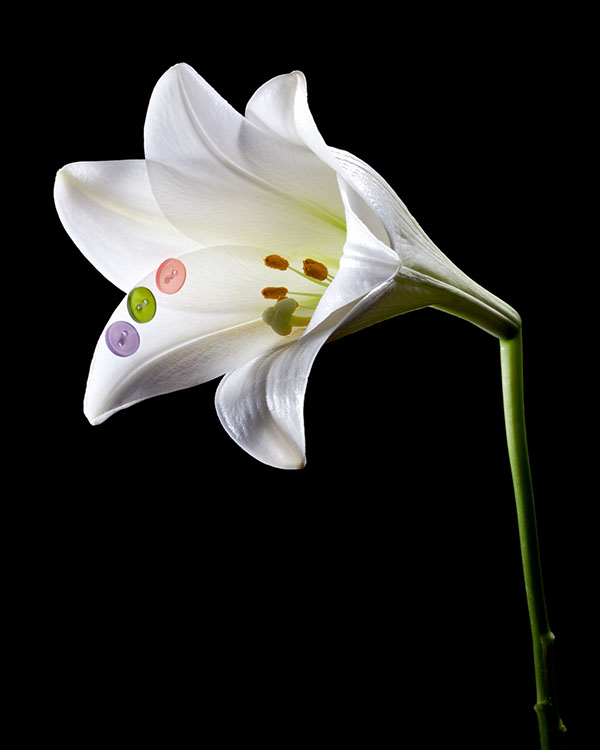 fleur couture blanc