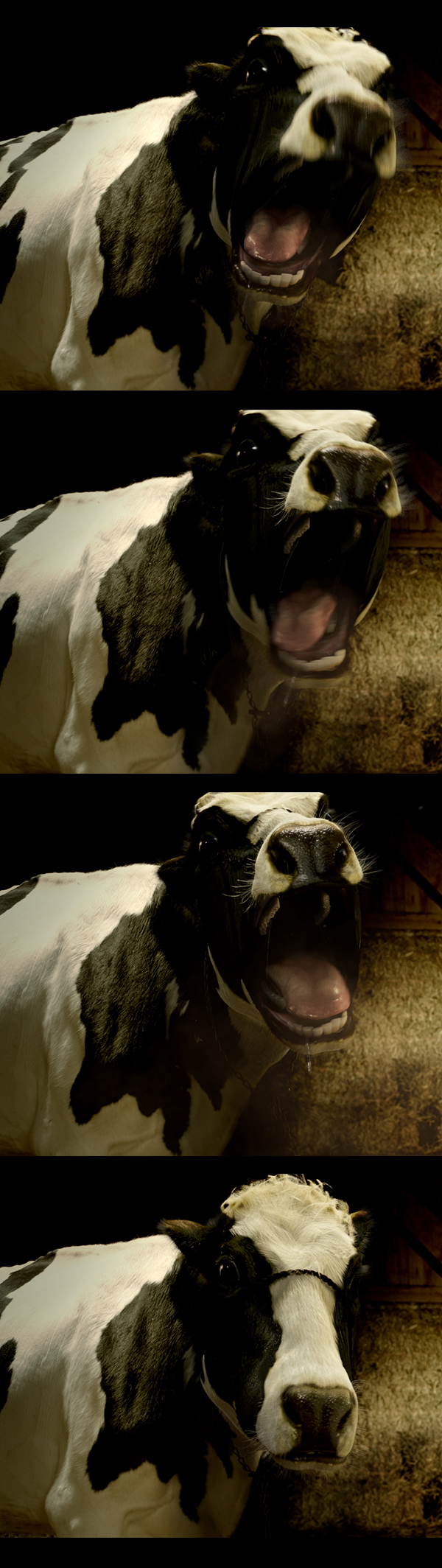 CGI softimage nuke shading Render cow making of compositing 3D
