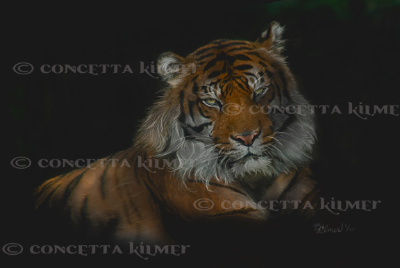 big cats endangered species Realistic Painting animal art bengal tiger siberian tiger jaguar lion Snow Leopard wildlife animal portraits
