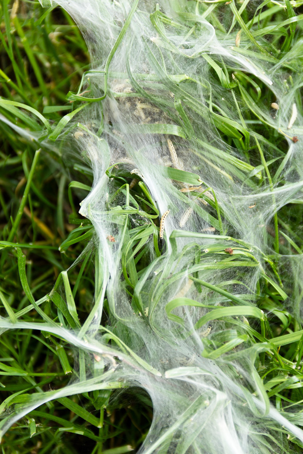Caterpillar Tree  grass Web Cocoon green