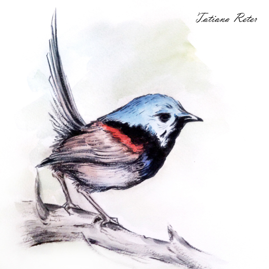 watercolor ILLUSTRATION  birds. bird raven TIT artwork color painting   art
