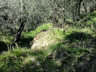 Montemagno #calci #pisa #olivi