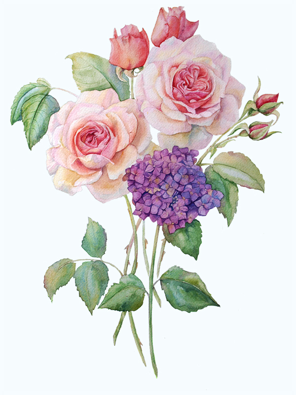 Flowers Roses iris hydrange watercolor