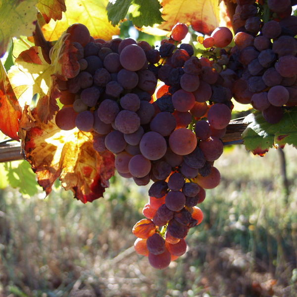 wine Portugal Trás-Os-Montes chaves