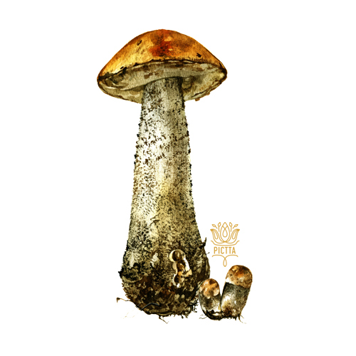 watercolor botany botanyart Mushrooms pictta artist